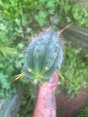👑🌶️ S.S. Achuma — 12” Pup