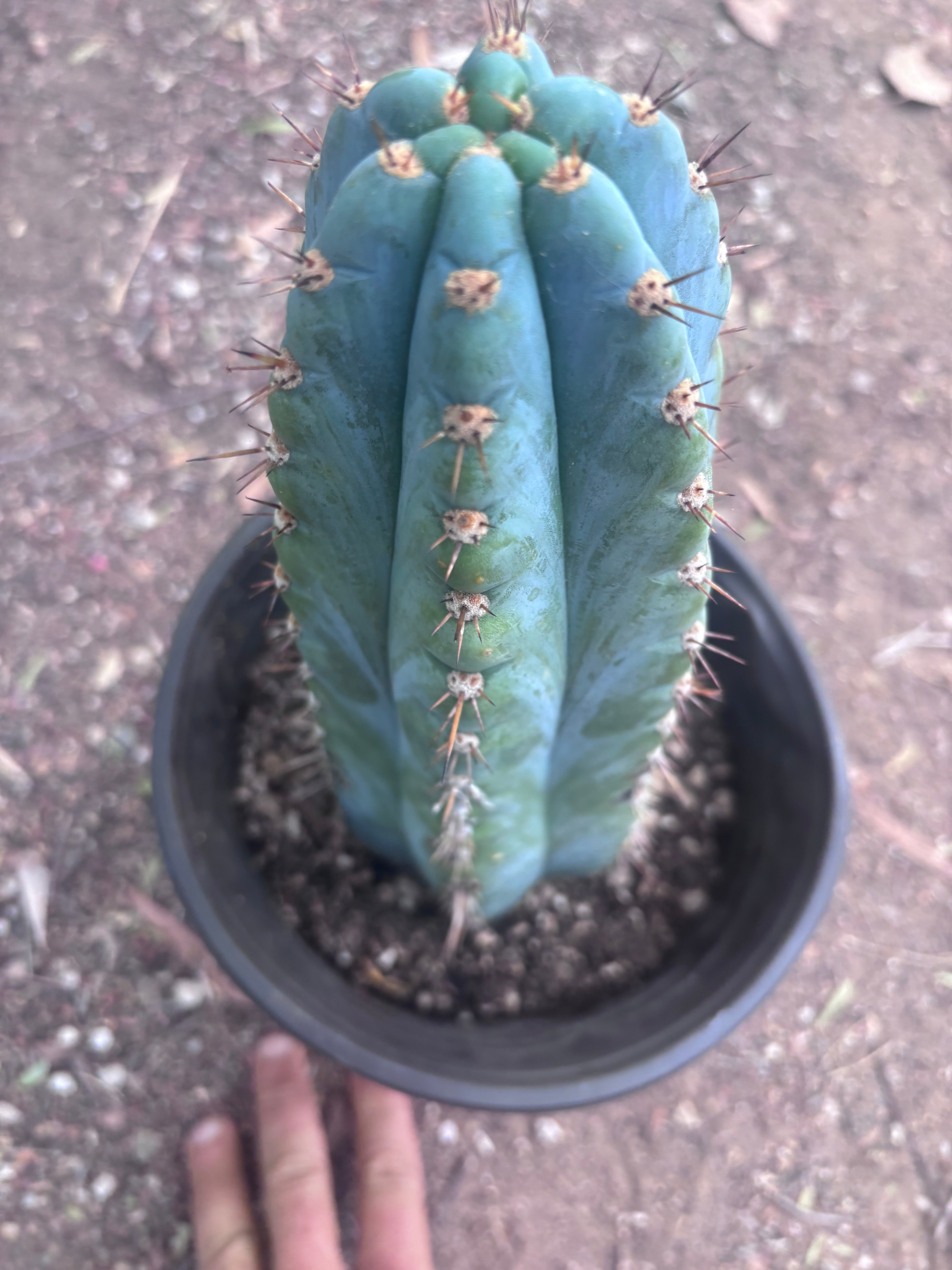💎👑💎 Papa Smurf — Chonky 12” Rooted Tip