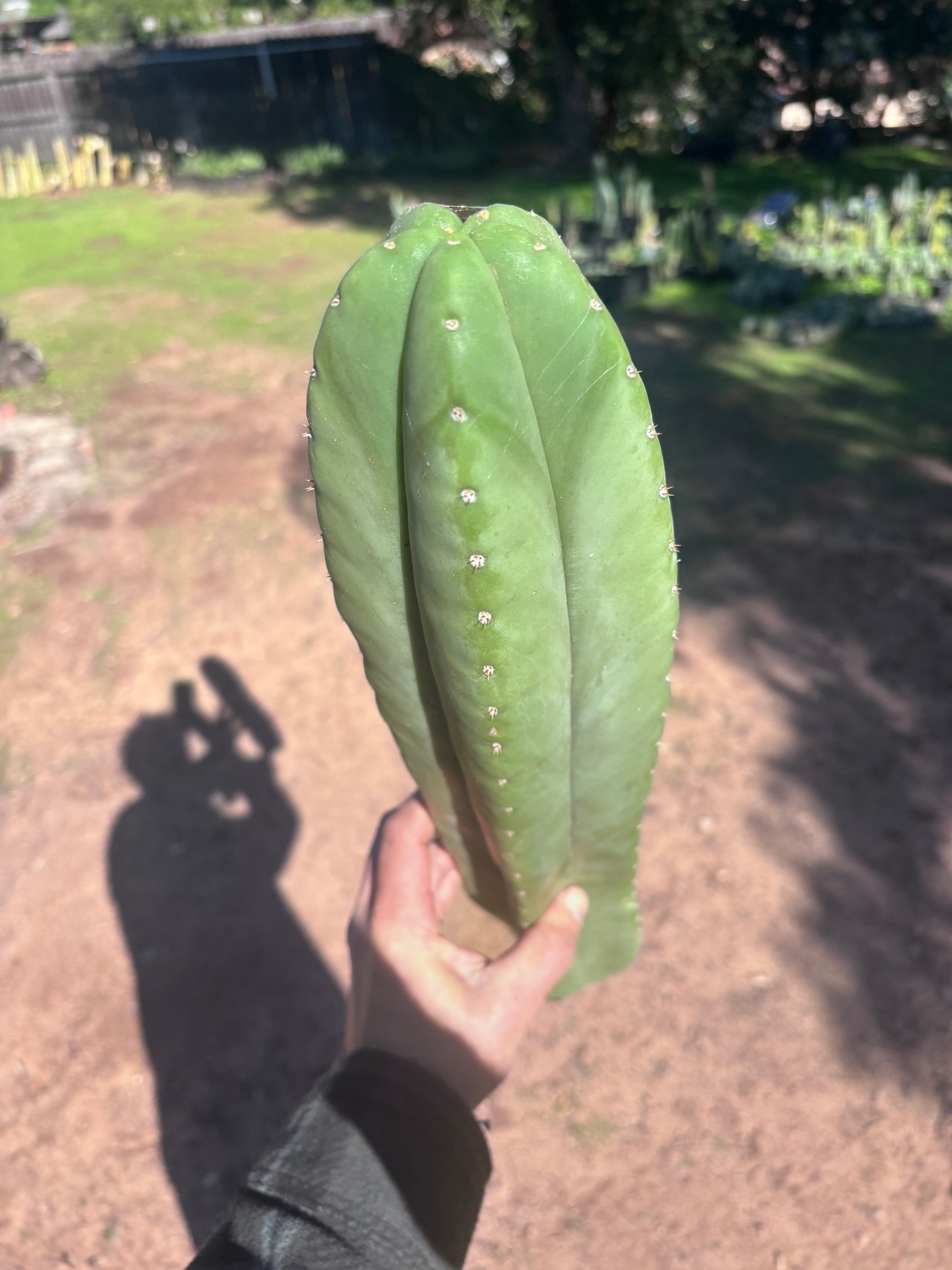 🌶️ Zed x Ecuadorian Pach — XL 20” Tip