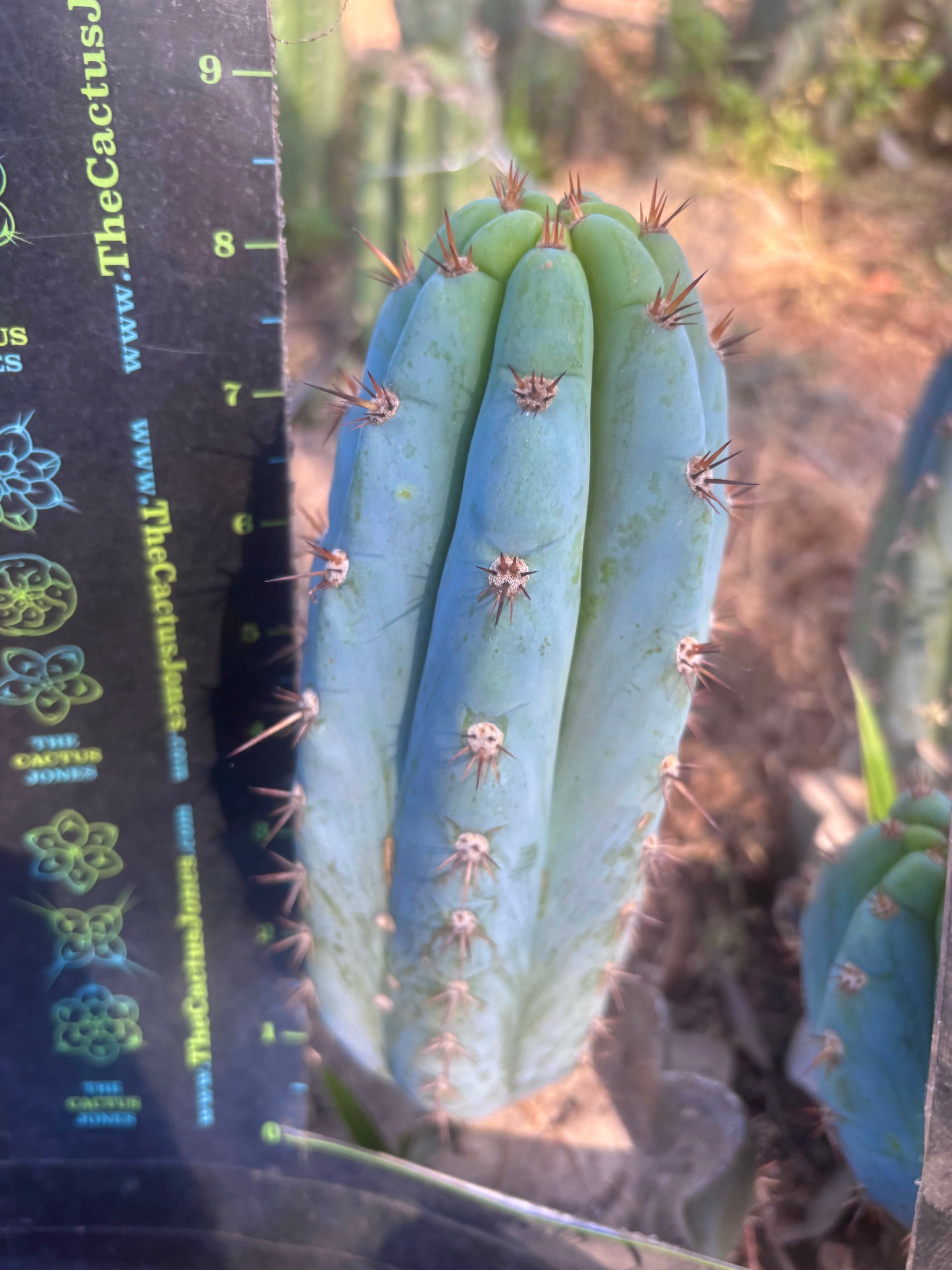 💎👑  Bart (Monassa Blue) — 8” Pup