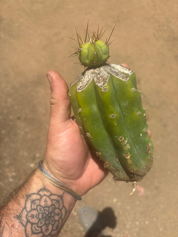 👑💎🌶️  CSD — Tip Graft on PC w/Roots