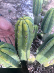 👑🌶️🌶️ Landfill — 8” Pup