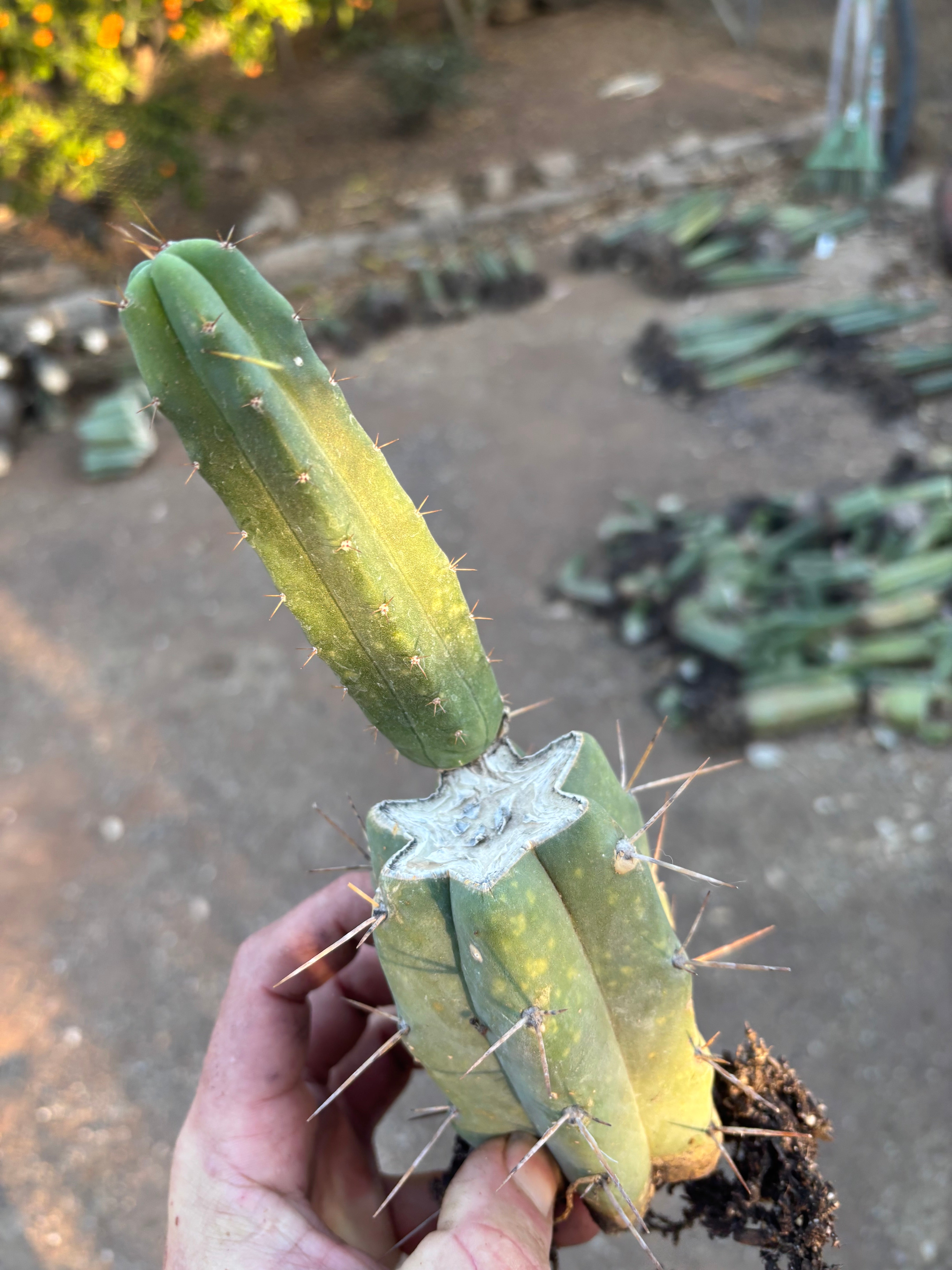 👑🌶️🌶️ SS02 — Rooted Mid w/Pup
