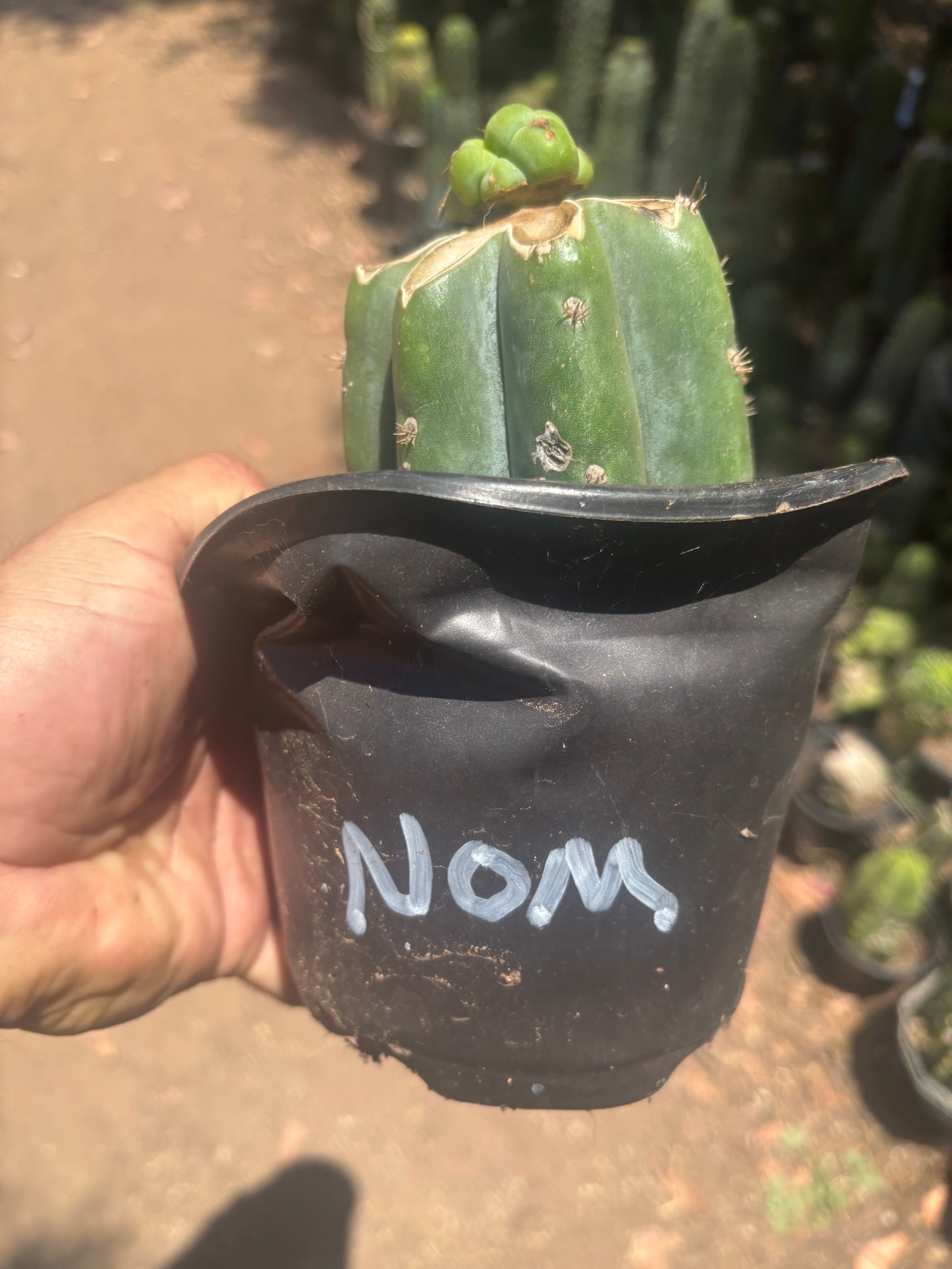 💎🌶️🌶️ NOM — Pup Graft On Rooted Shine01