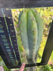 SS02 x Huanu — XL Beefy 14” Tip