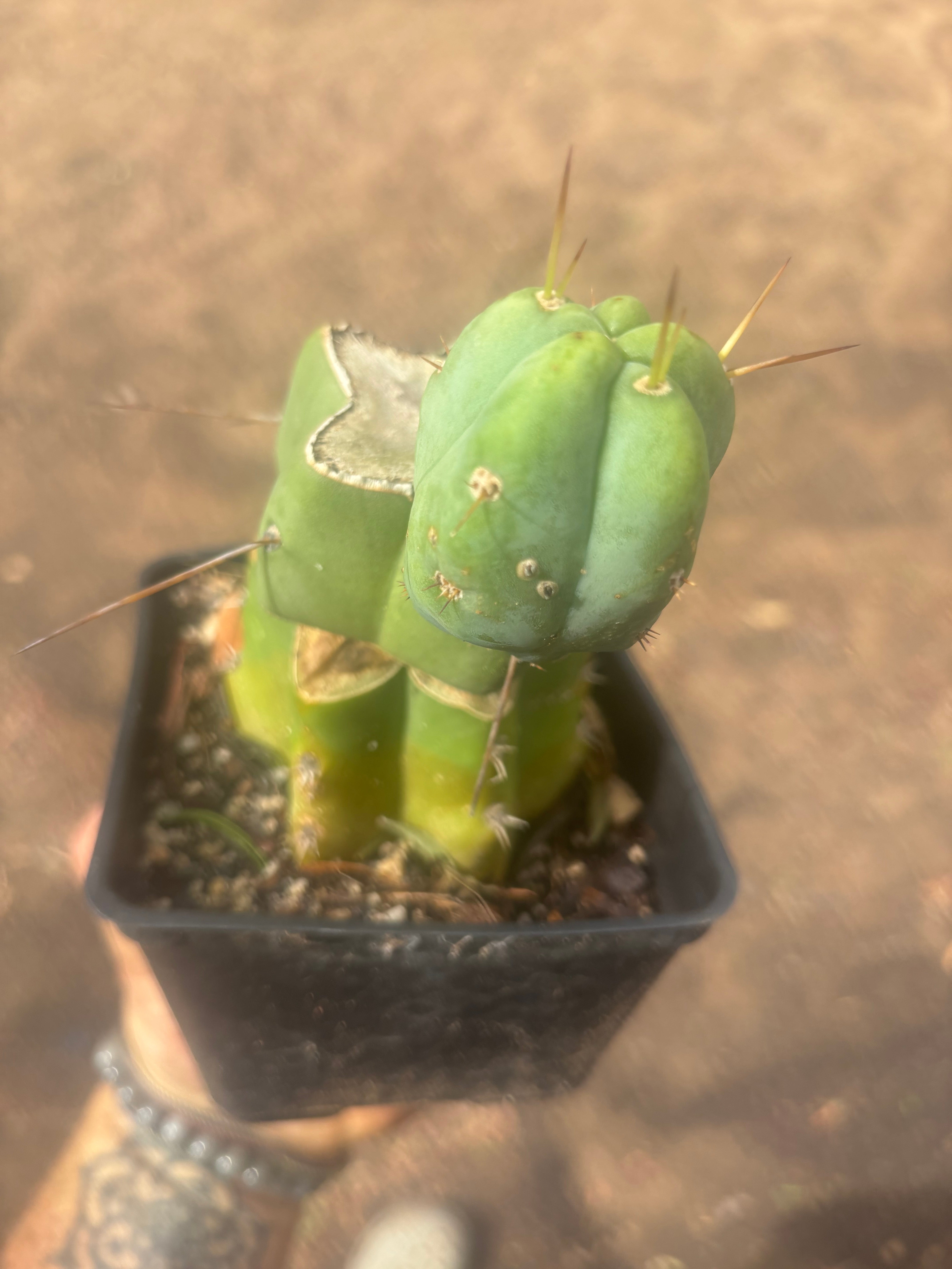 💎👑🌶️ Platform 9 3/4  — Established Puck Graft w/ Pup on Rooted PC