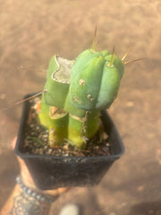 💎👑🌶️ Platform 9 3/4  — Established Puck Graft w/ Pup on Rooted PC