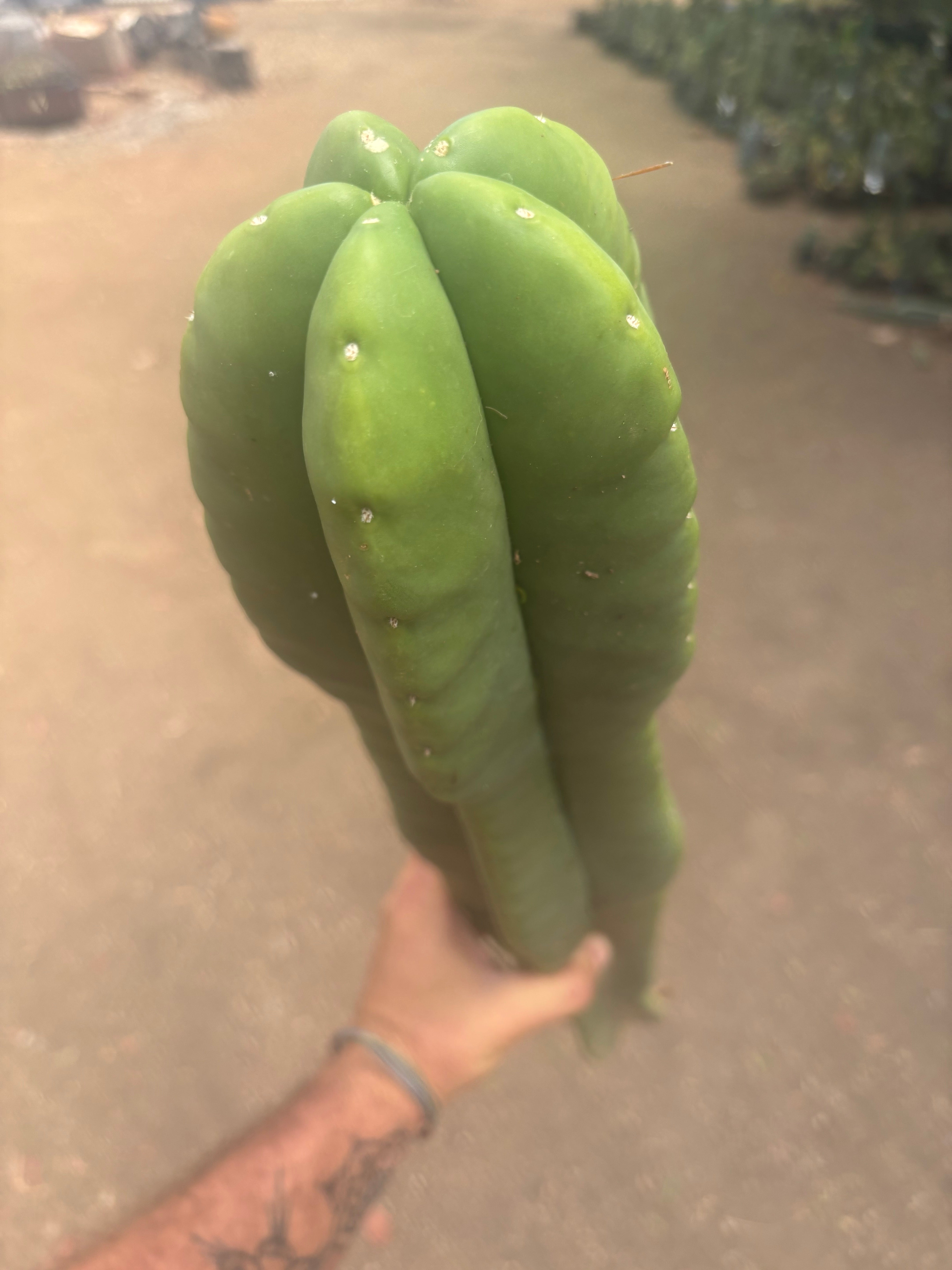 💎👑🌶️  Zulk —  Massive XXXL 32” Column