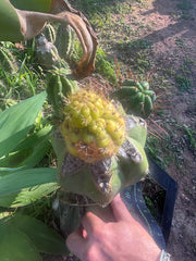 👑💎 Hulk’s Balls — Pupping Graft