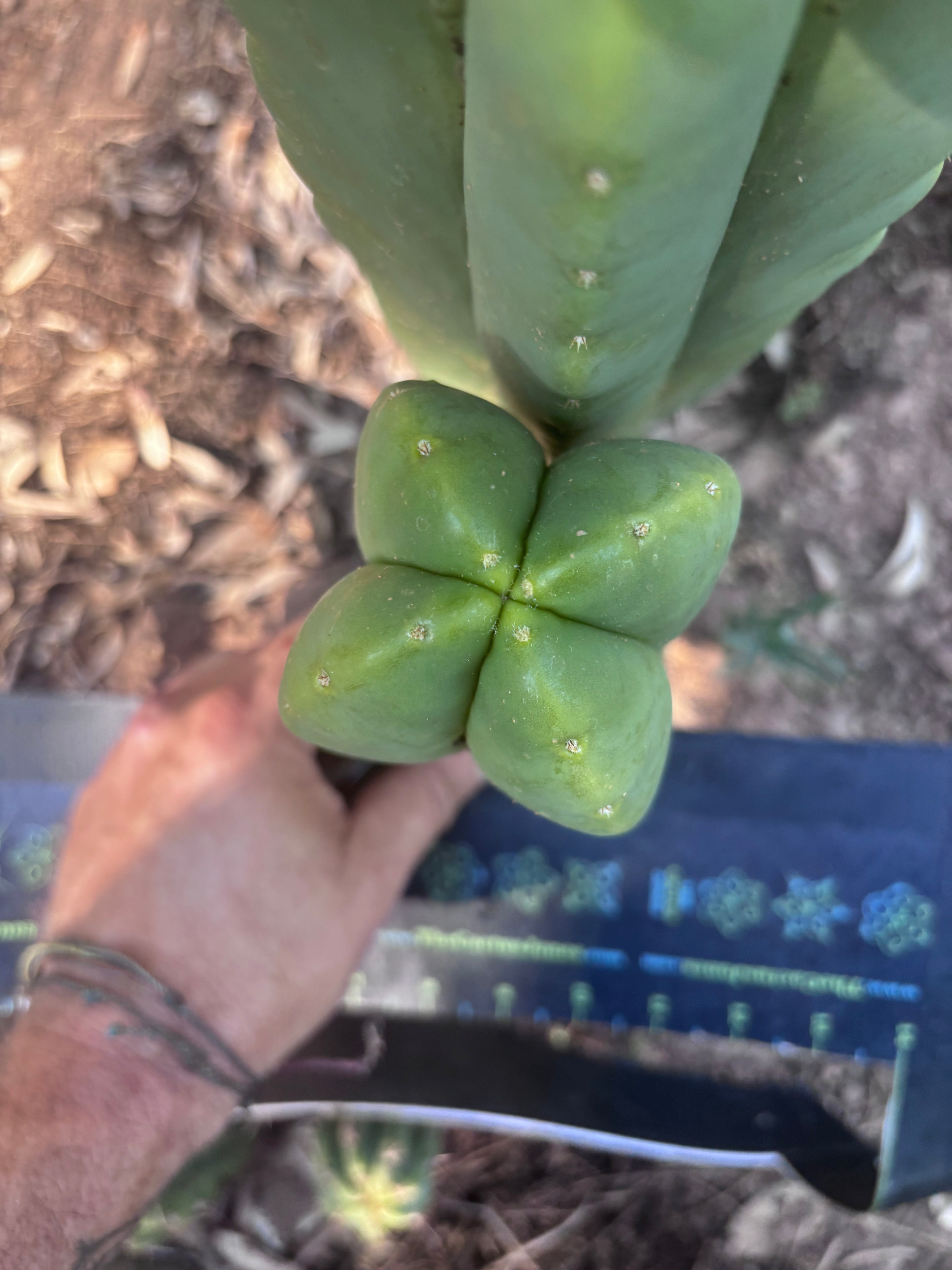 👑🌶️ Zulk — Fourwang 8” Pup