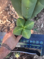 👑🌶️ Zulk — Fourwang 8” Pup