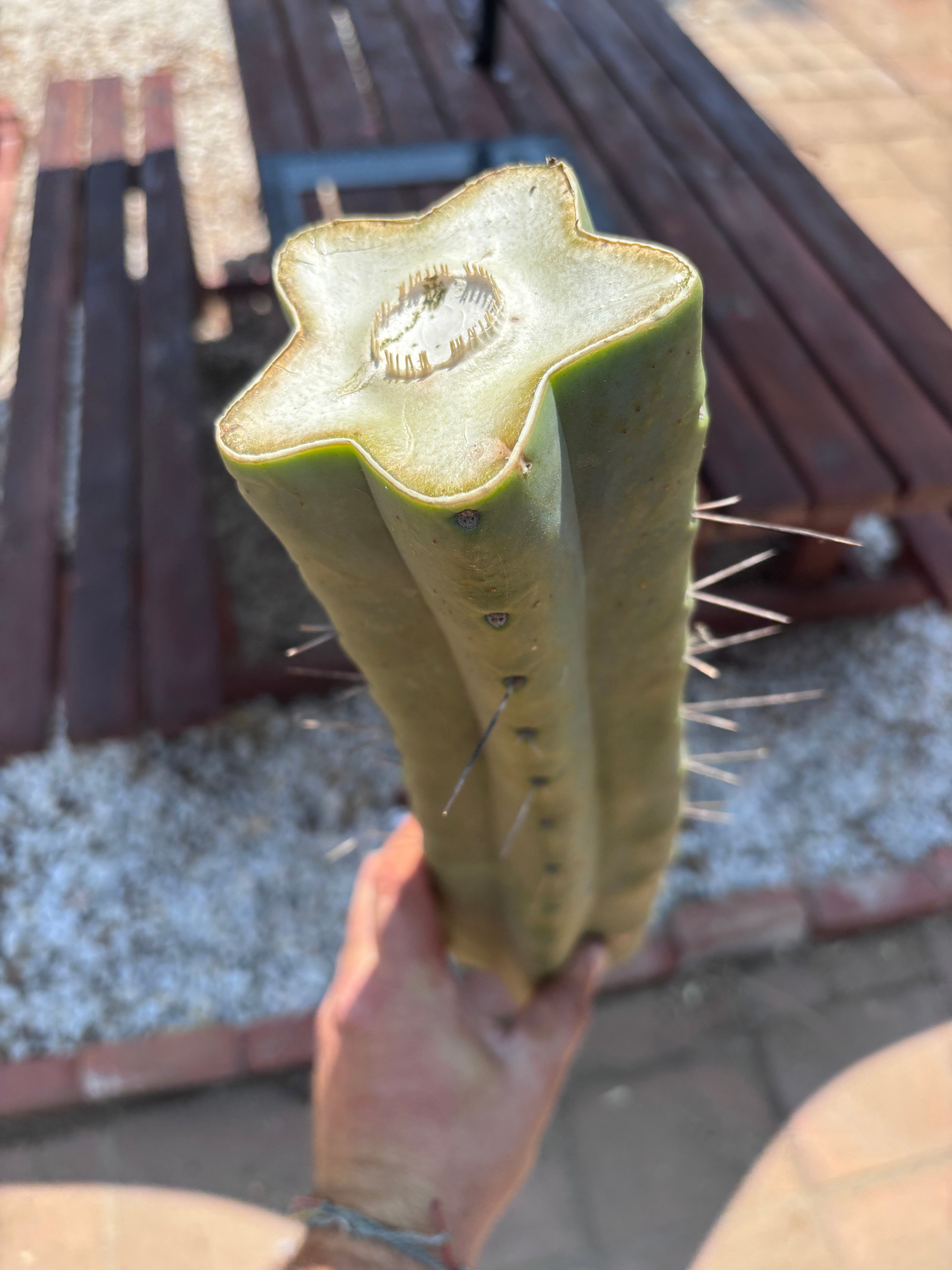 👑🌶️🌶️ Eileen — Massive 15” Mid