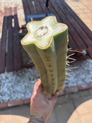 👑🌶️🌶️ Eileen — Massive 15” Mid