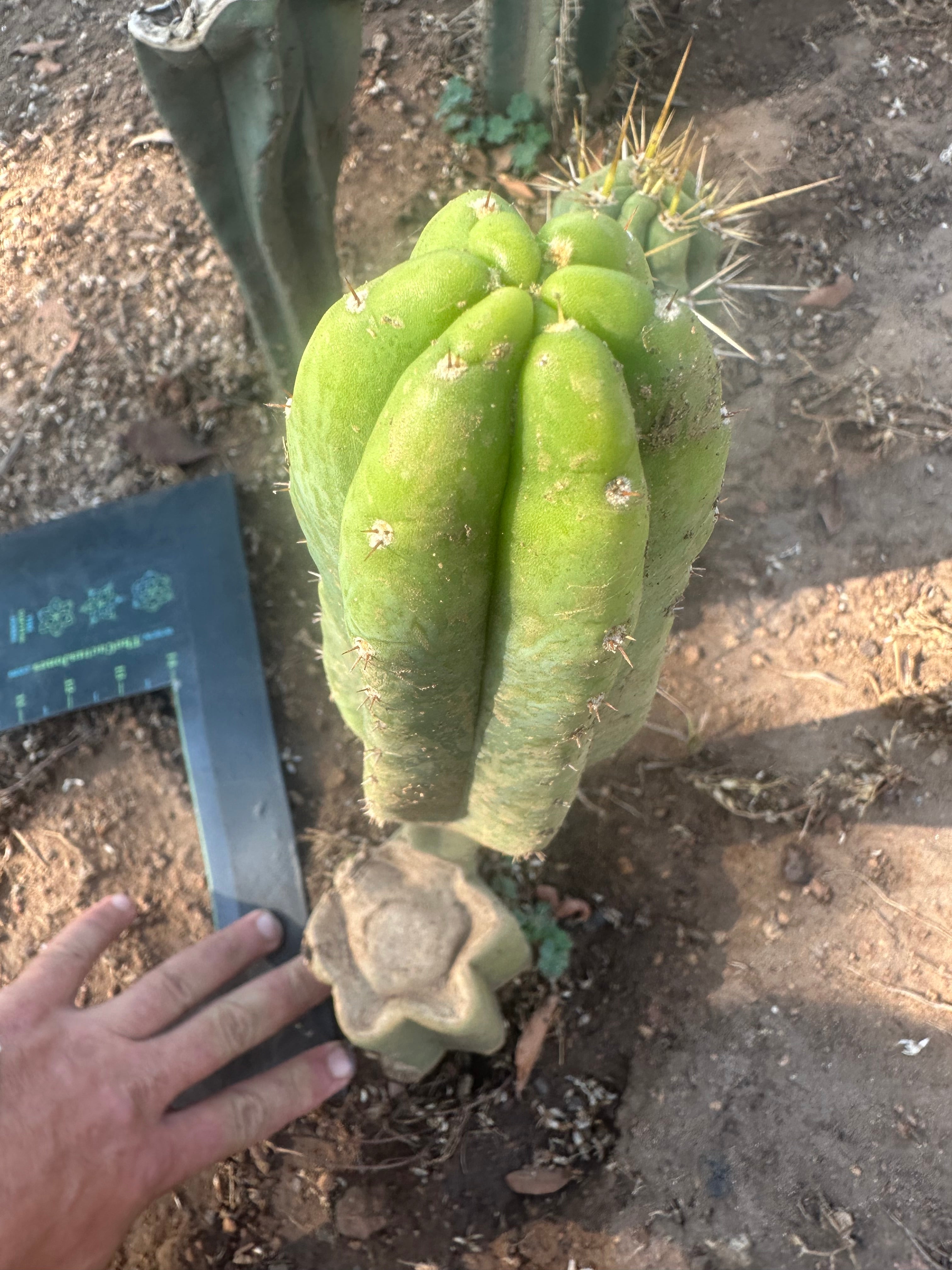 👑🌶️🌶️ And Again … Ogun — Another 10” Pup