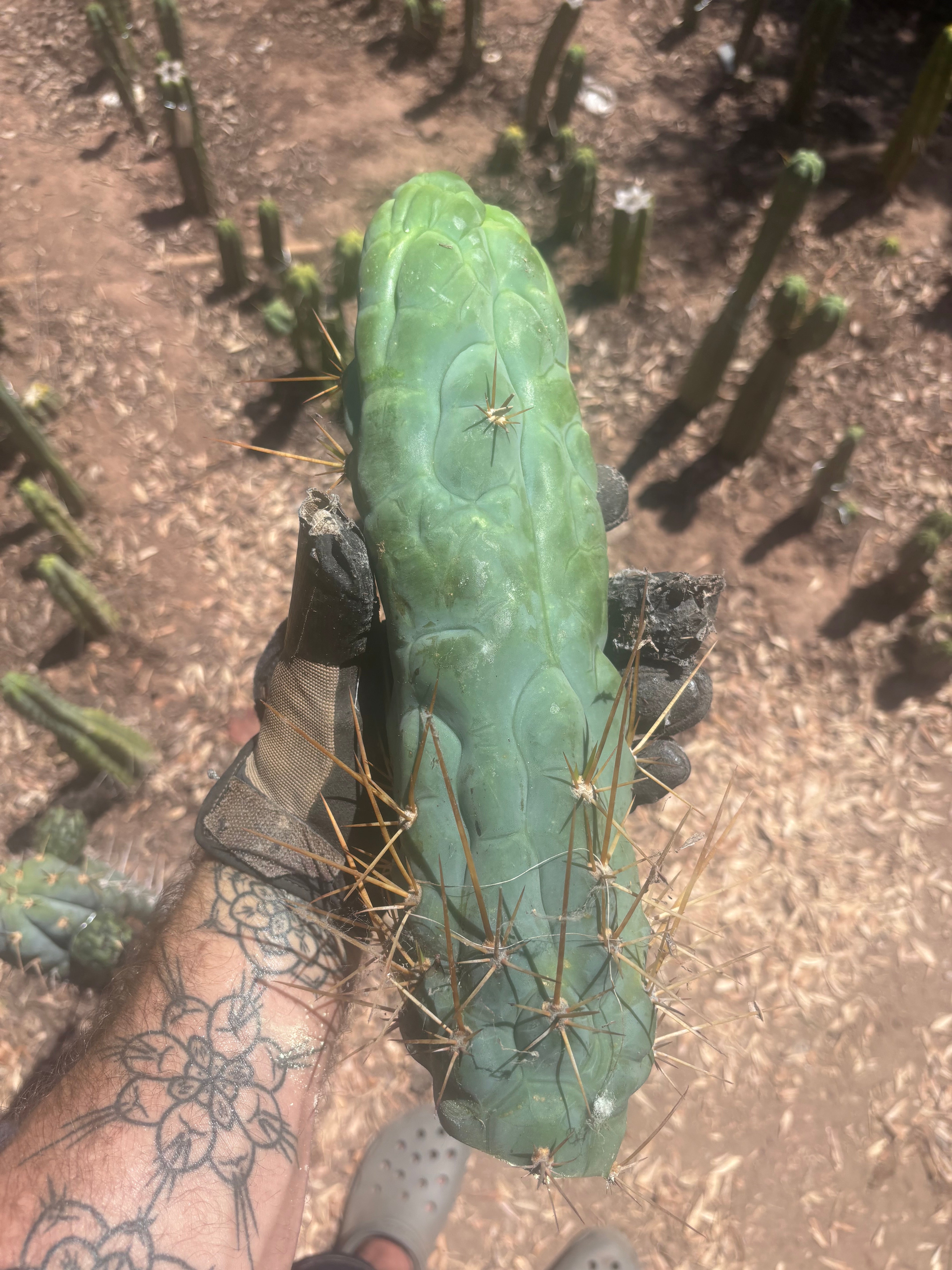 💎👑 Bruce’s Dragon — XXL 14” Tip