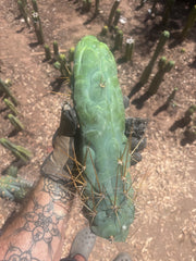 💎👑 Bruce’s Dragon — XXL 14” Tip