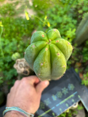 👑🌶️🌶️ Another Drop, Another 10” Ogun Pup