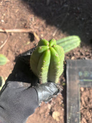 👑🌶️🌶️ Ogun — 7” Tips