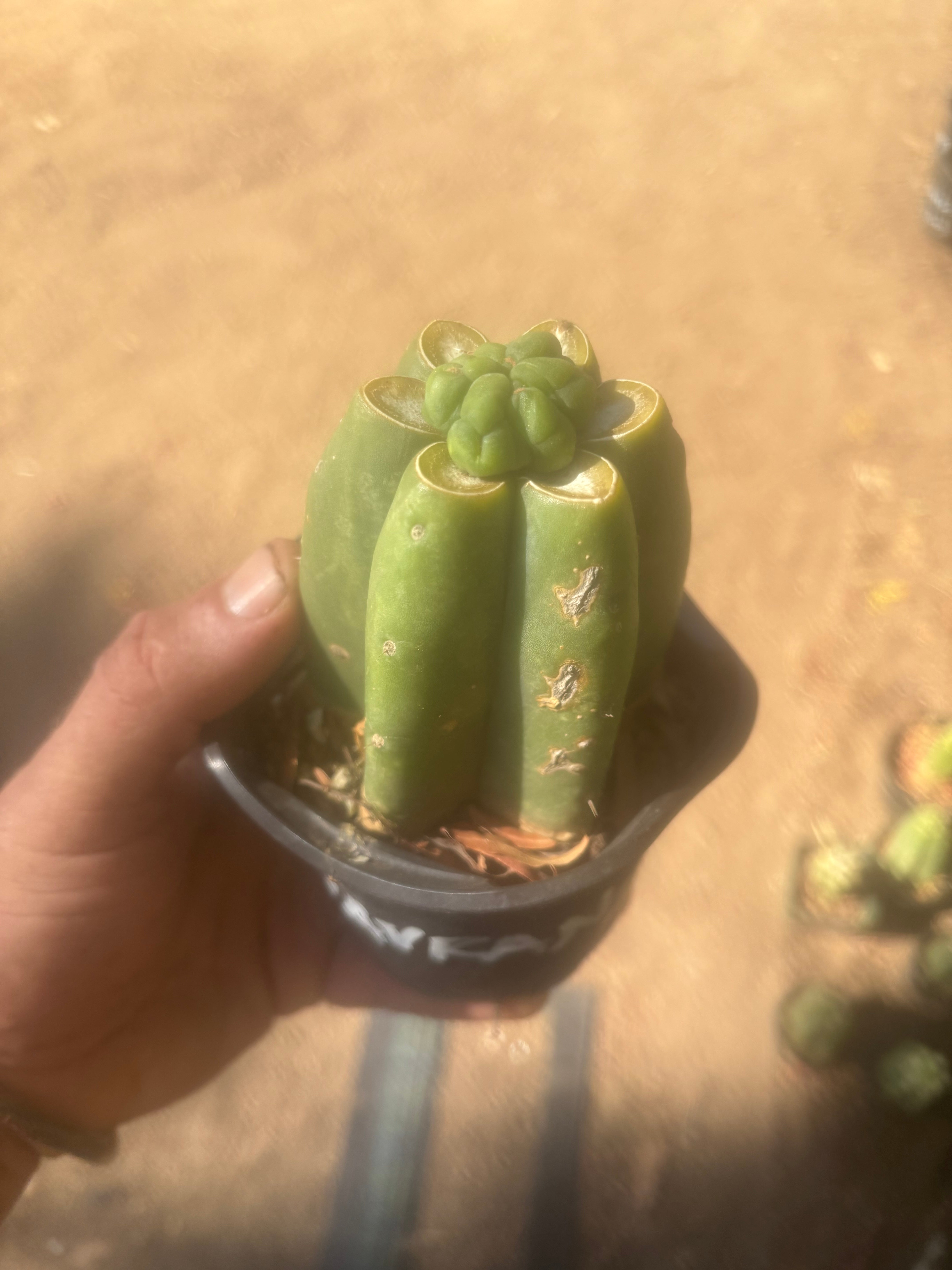 💎👑💎 Havran — Pup Grafts on Rooted Pierre (Inventory Listing)
