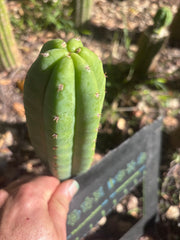 💎👑🌶️🌶️ KR04 — 7” Tip