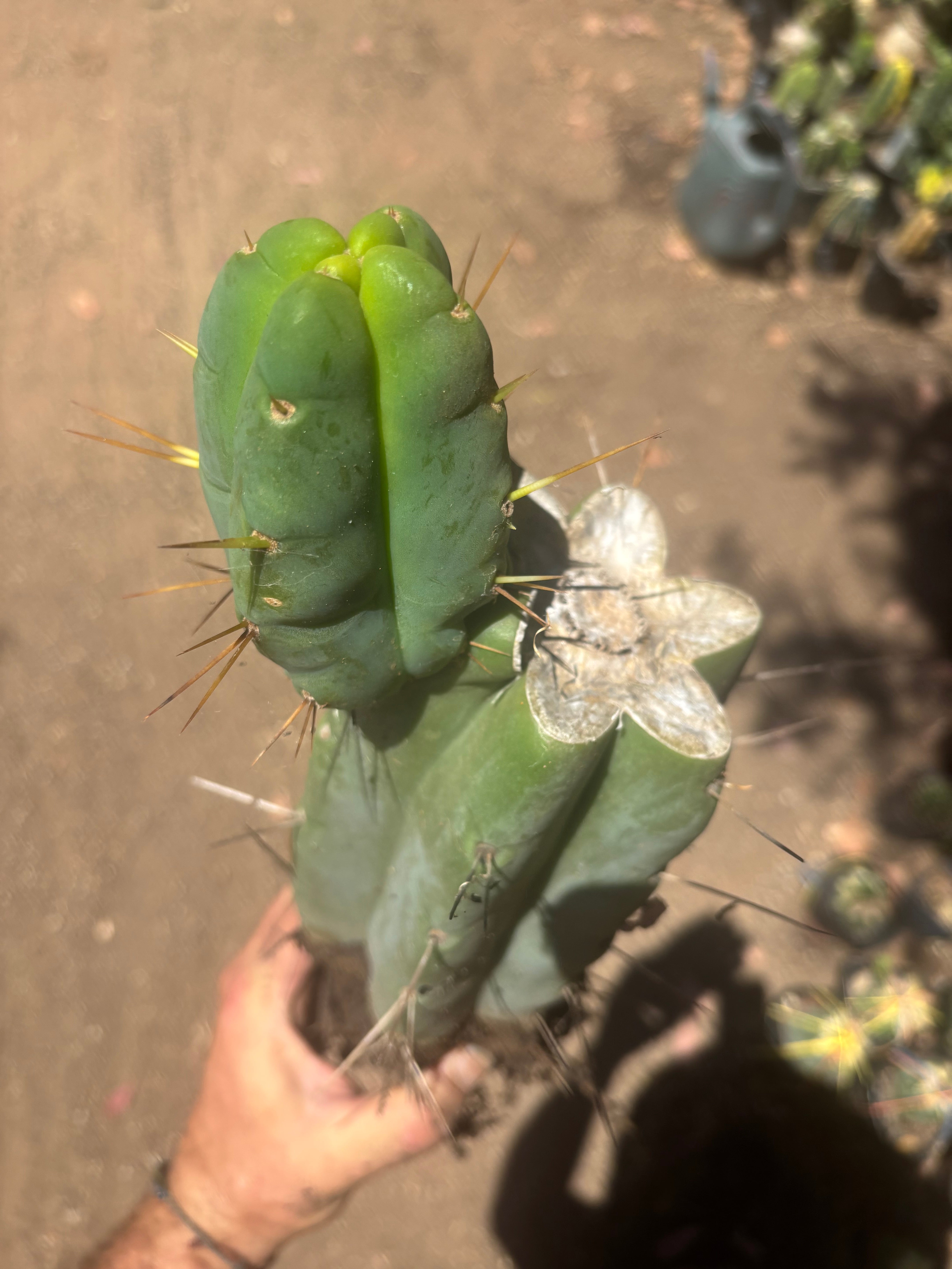 💎👑🌶️🌶️ Eileen — FAT XL Rooted Mid with Fourwang Pup