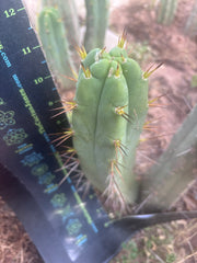 Custom Listing for J. O’Malley