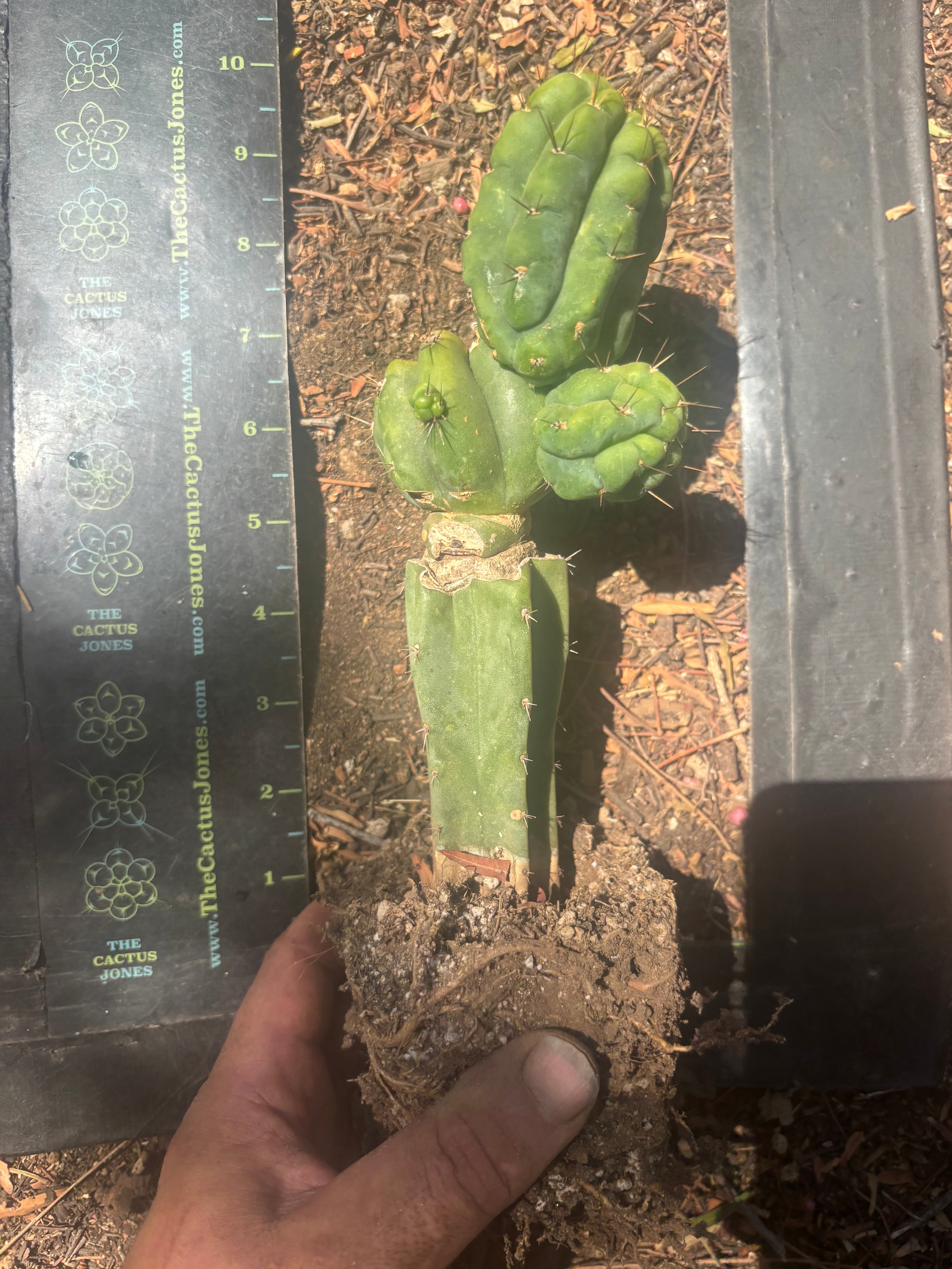 💎👑💎 Havran — Established Multi-Pup Graft on PC