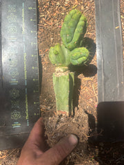 💎👑💎 Havran — Established Multi-Pup Graft on PC