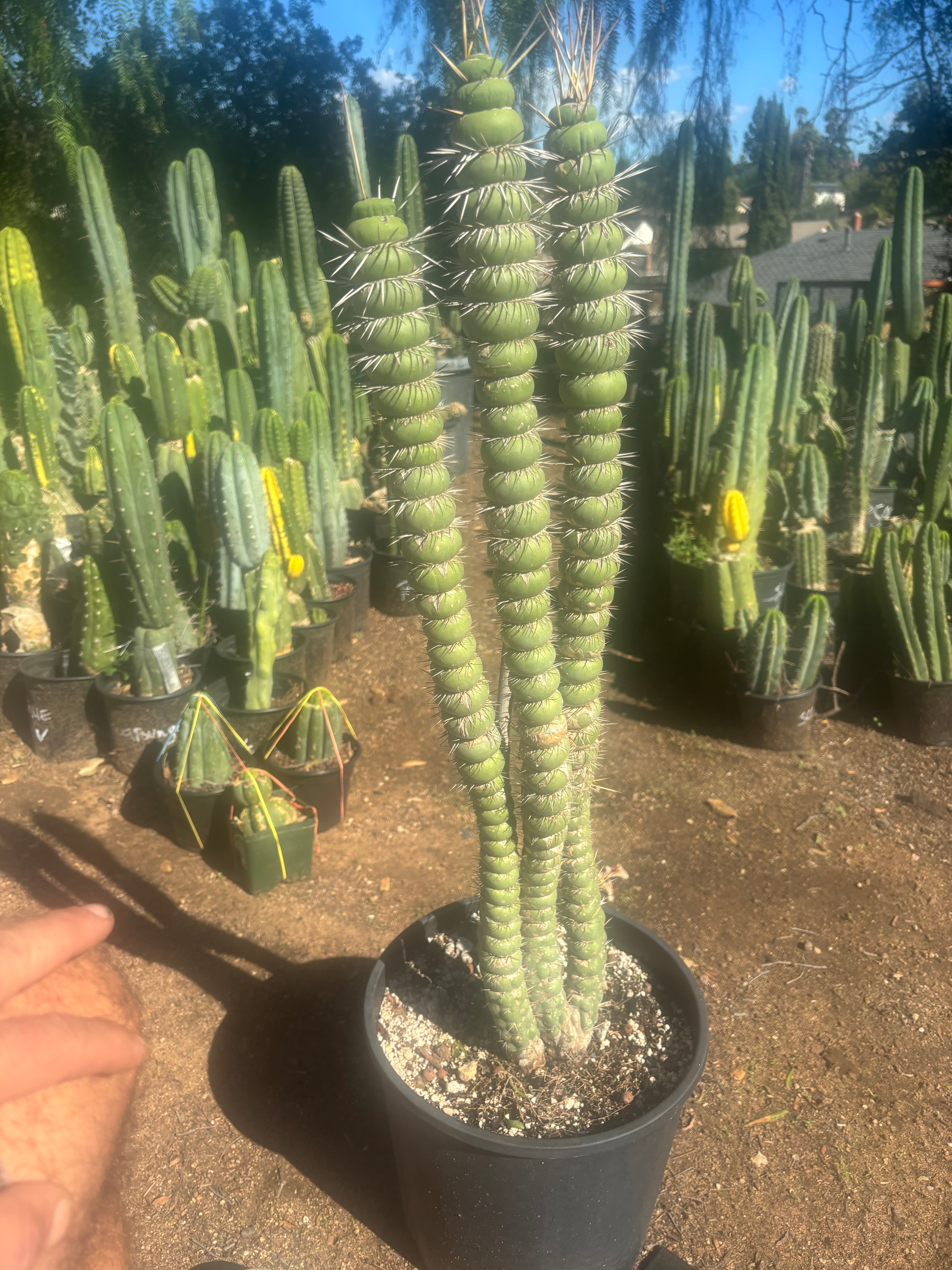 💎👑💎🦄 Varispiralis  — Stunning XL Tri-Column Rooted Showpiece