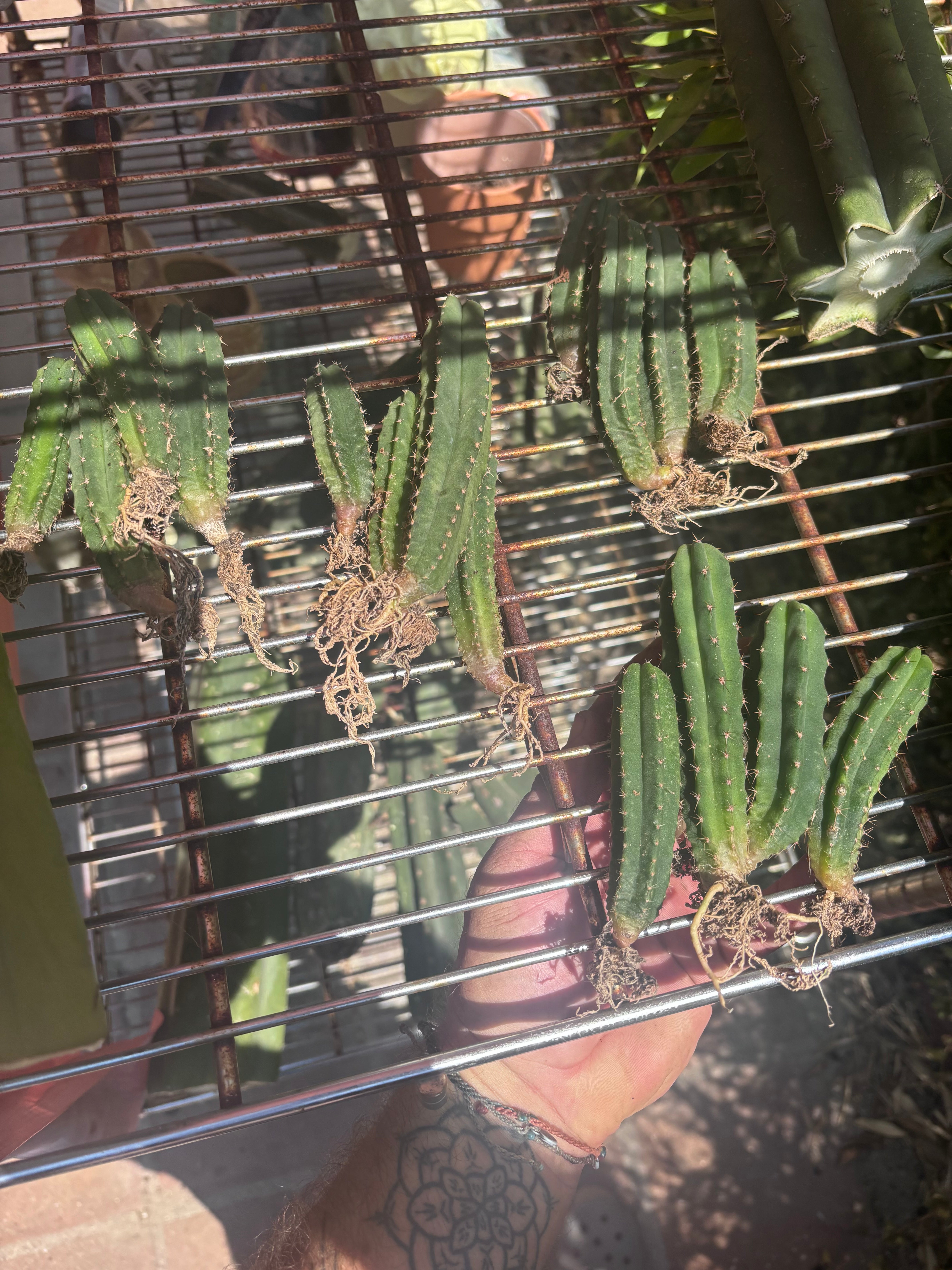 Seedlings — Malo4 x Malo4 — Lot of Four