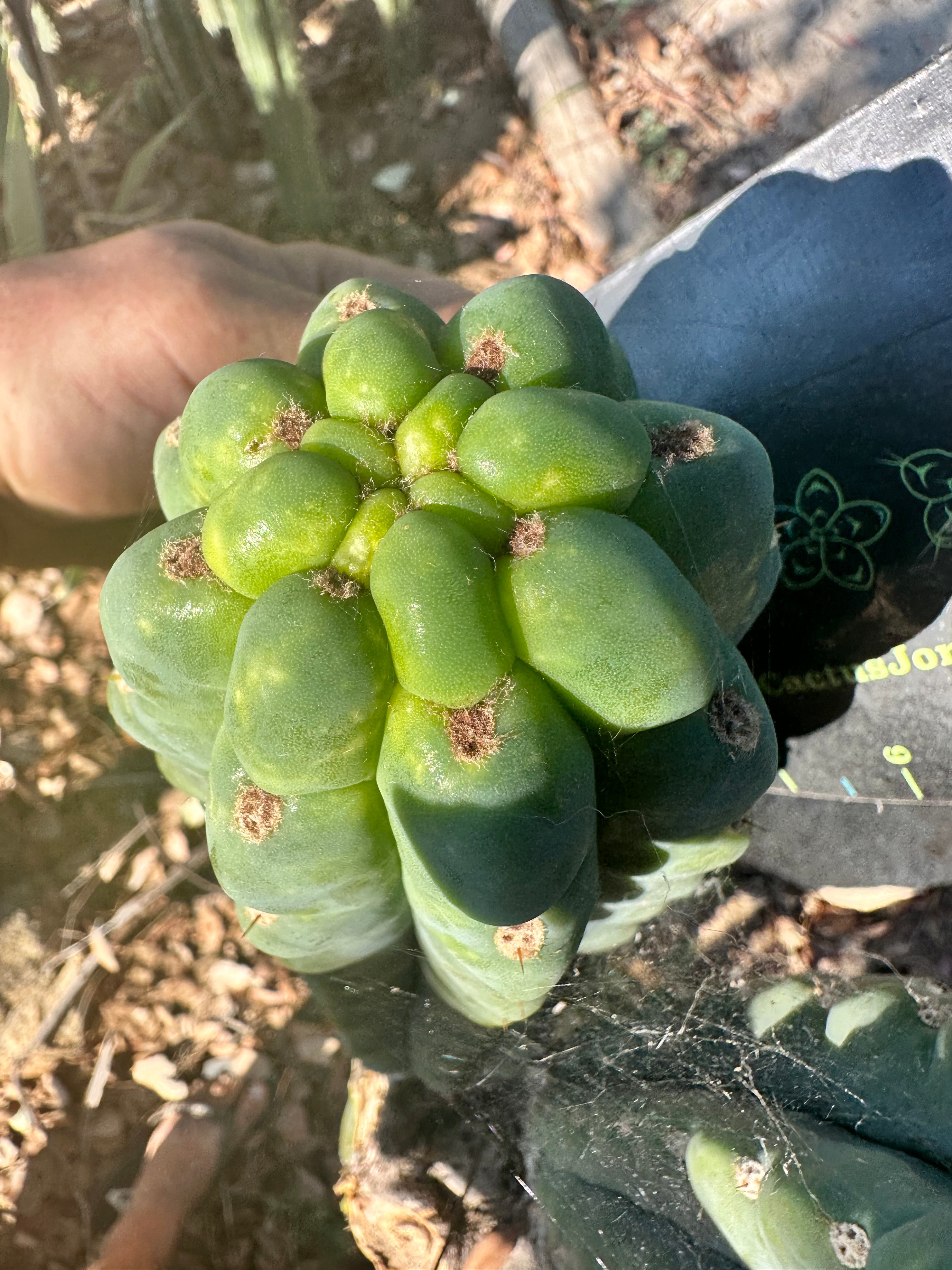 💎👑 Ichoca — FAT n NOTCHY Grenade