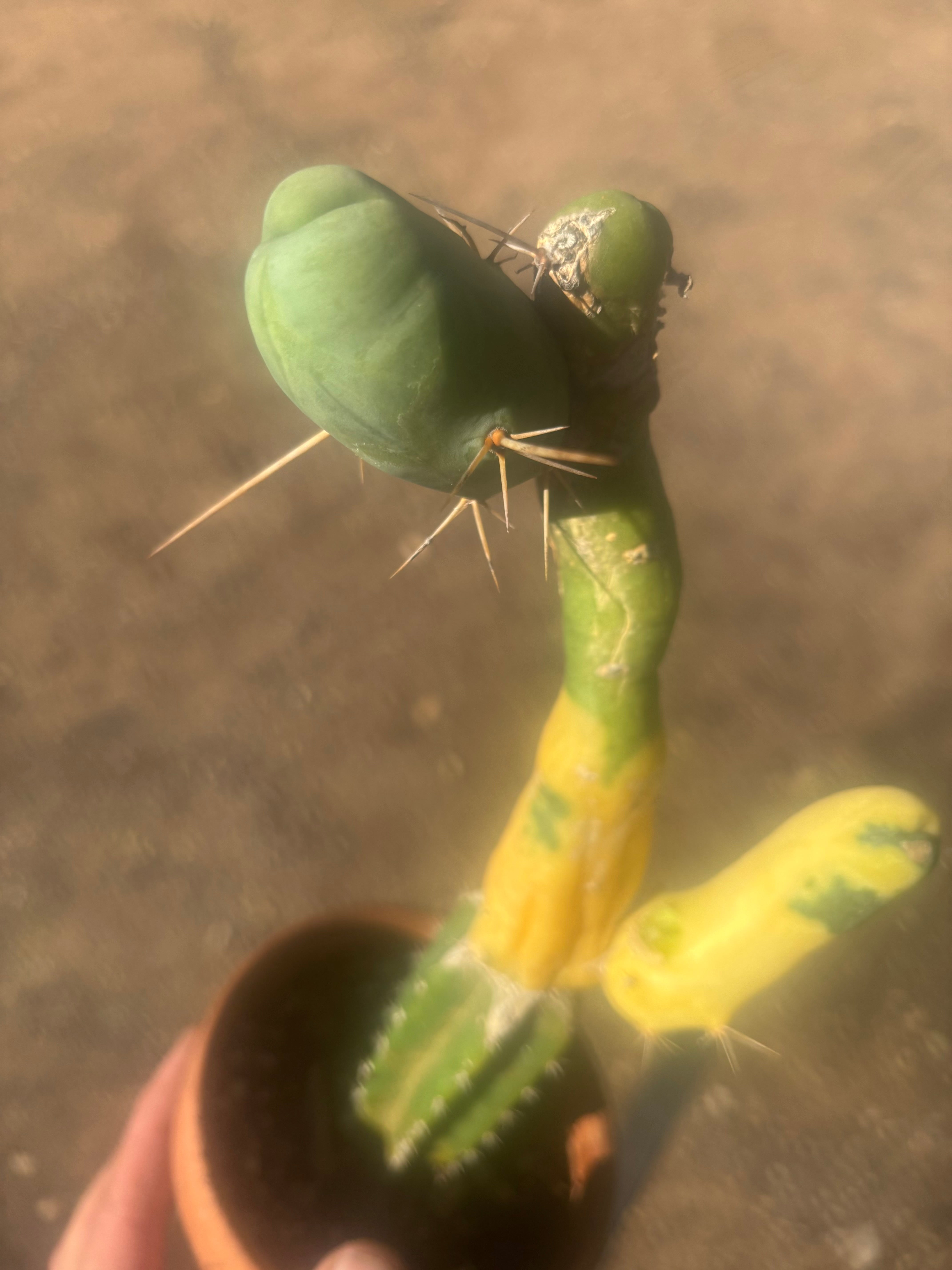 💎👑💎🌶️🌶️ TBM-b Variegated— Long Established Graft on Rooted Stock