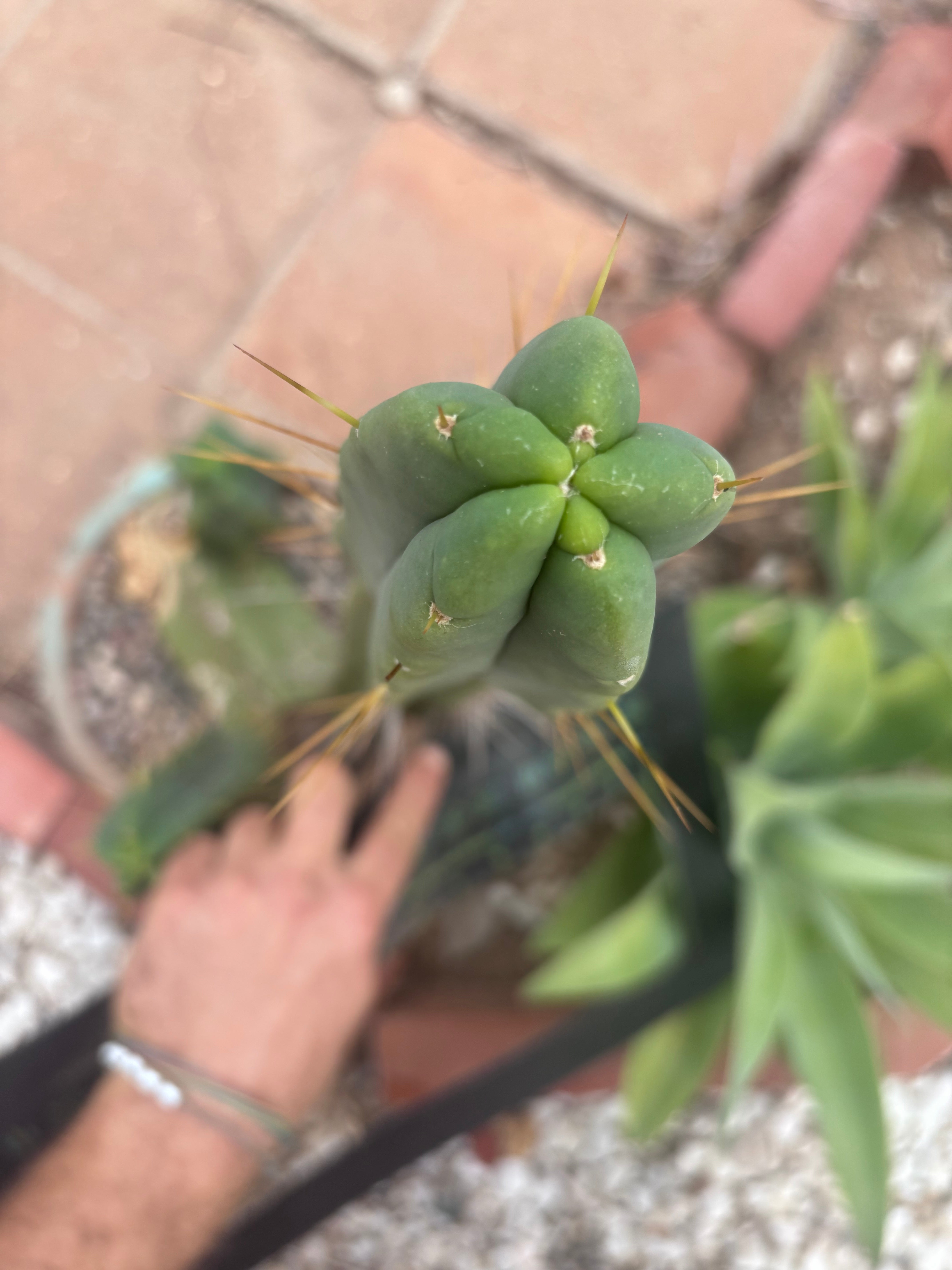 👑🌶️🌶️ Eileen — XL 15” Tip