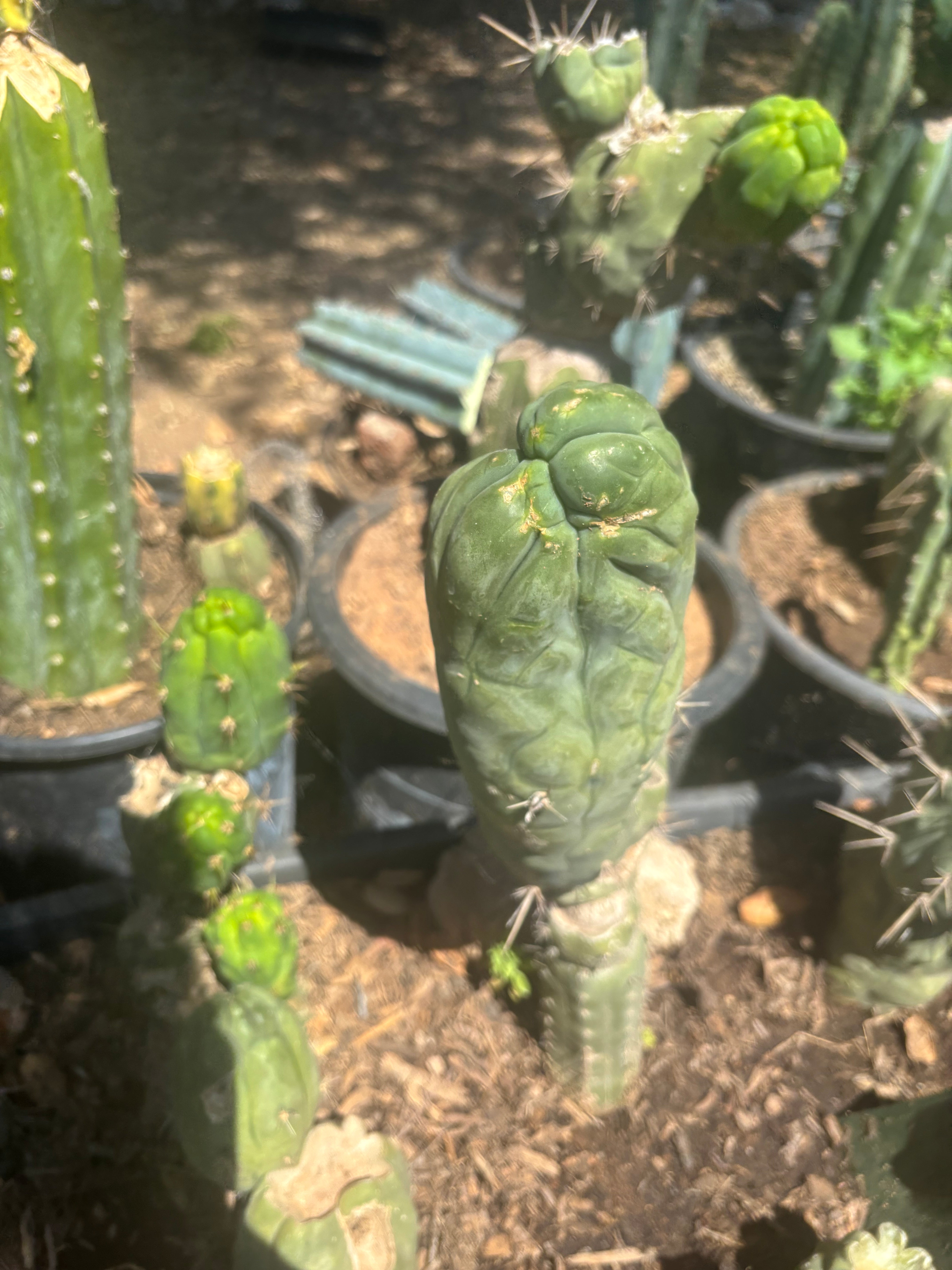 💎👑🐉 Bruce’s Dragon — Thick 8” Pup