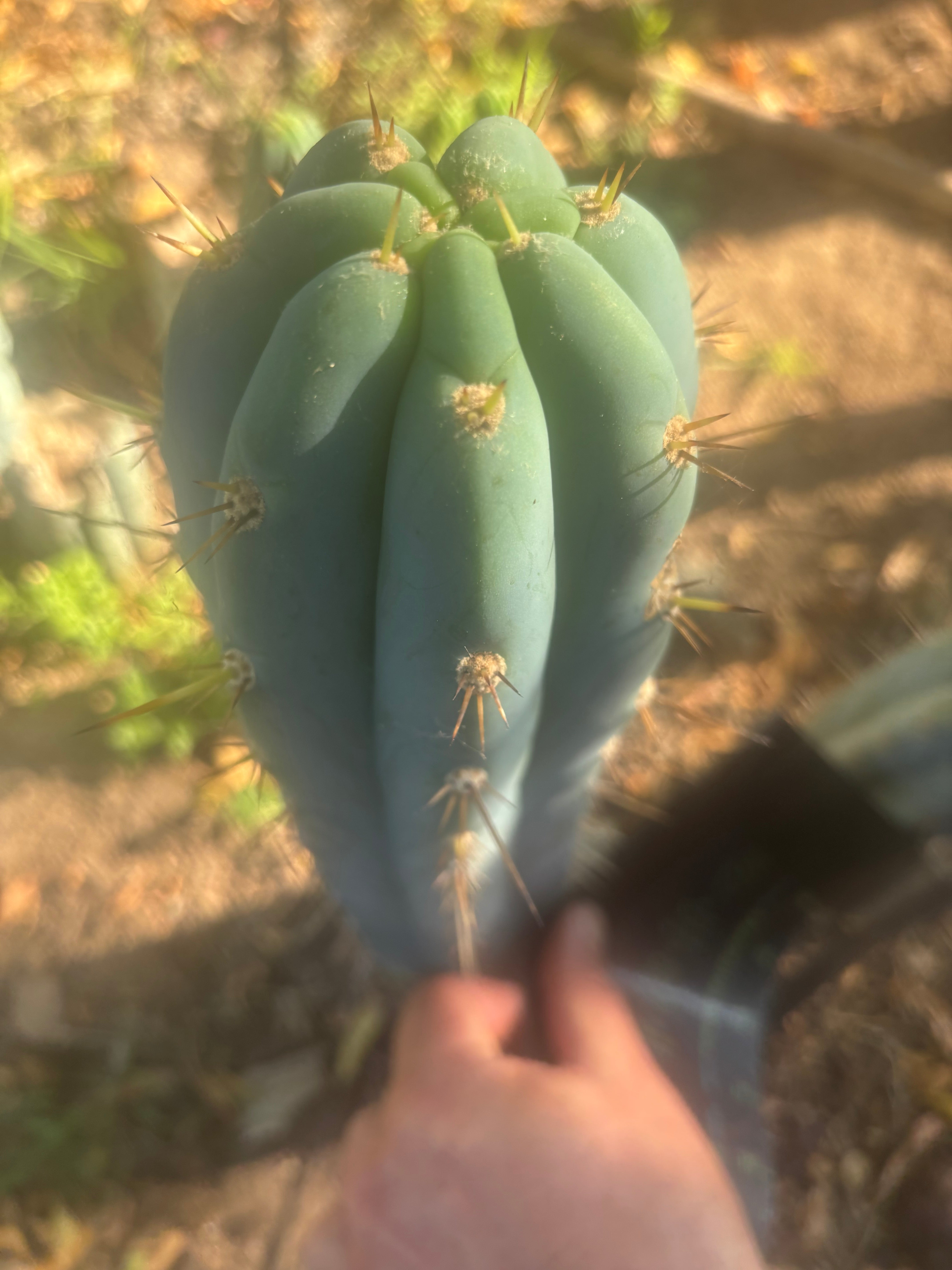 💎👑 Grandfather — 9” Tip