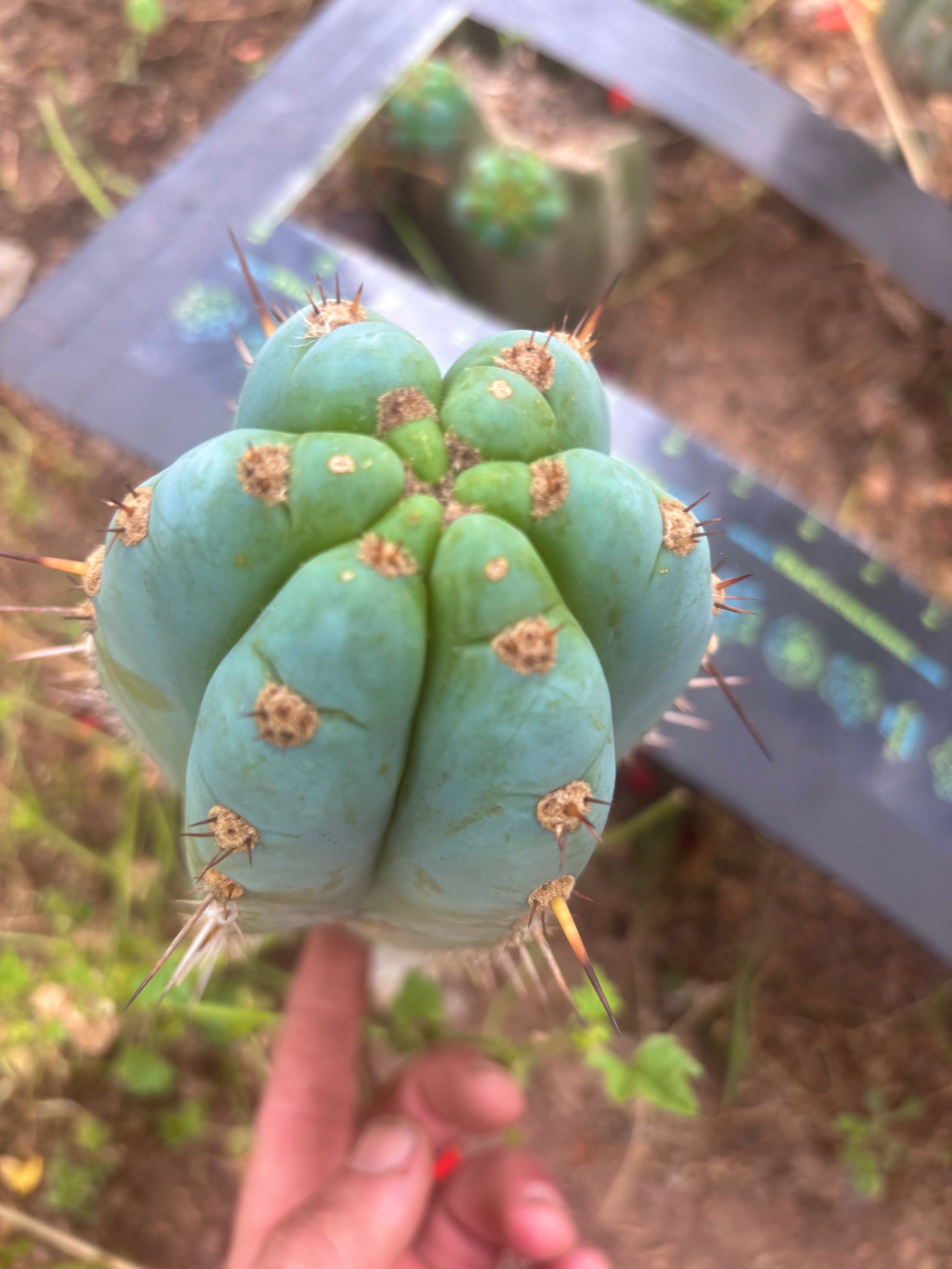 💎👑💎 Althea — Chonky 7.5” Tip