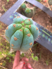 💎👑💎 Althea — Chonky 7.5” Tip