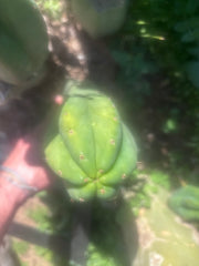 💎👑🌶️ LMP — 7” Tip