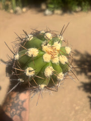 💎⚔️ Taquimbalensis — 8” Spike Melon
