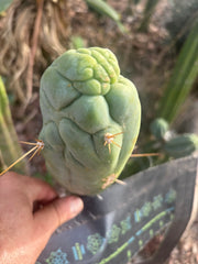 💎👑 Bruce’s Dragon — Chonky 7” Tip