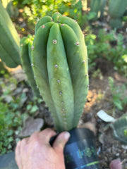 👑🌶️🌶️ Landfill — 10” Tip