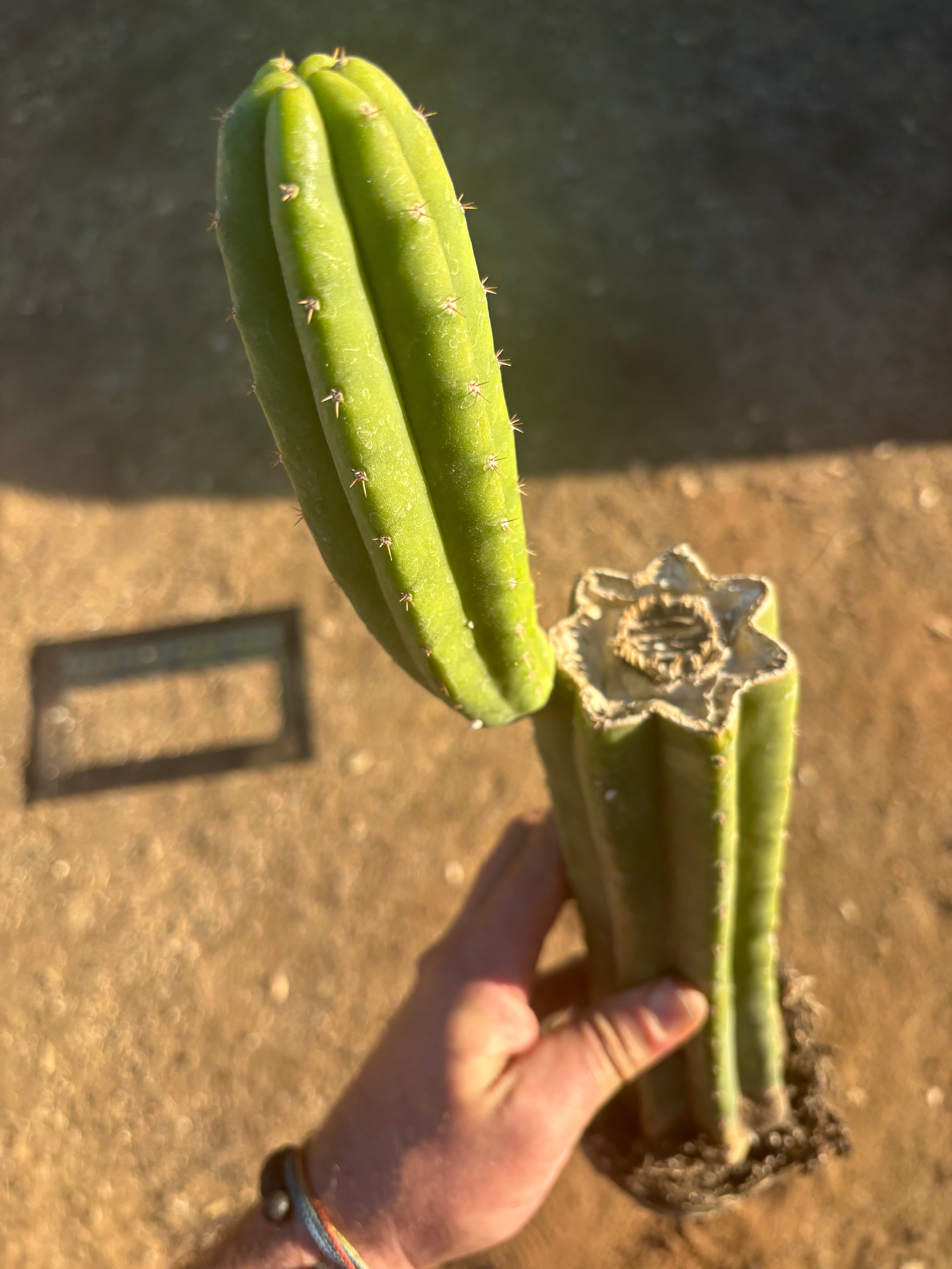 👑 JS336 — Fully Rooted 12” Mid w/ Pup