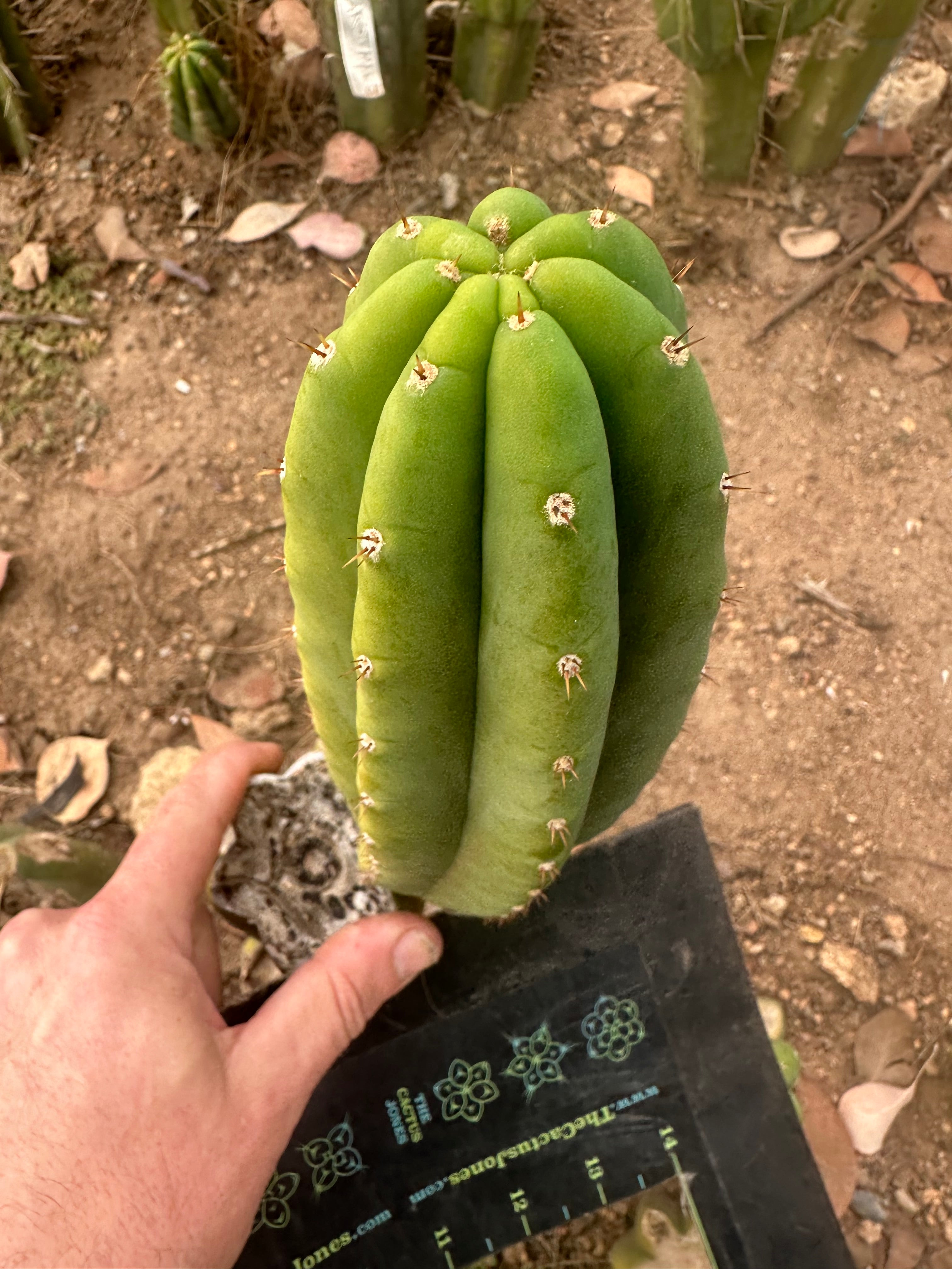 👑🌶️🌶️ Ogun — Chonky 9” Pup