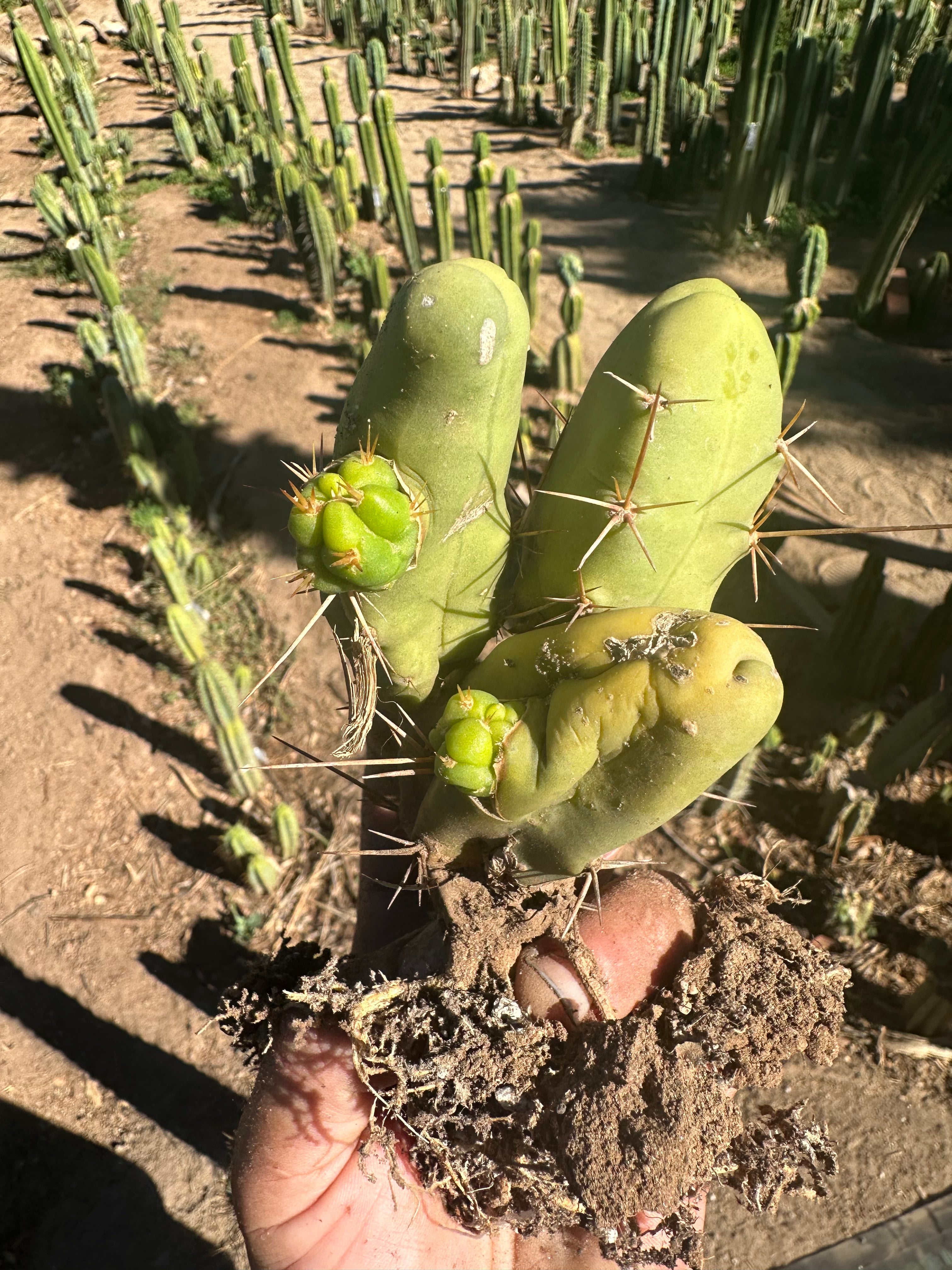 👑🌶️🌶️  TBM  — Rooted Cluster #3