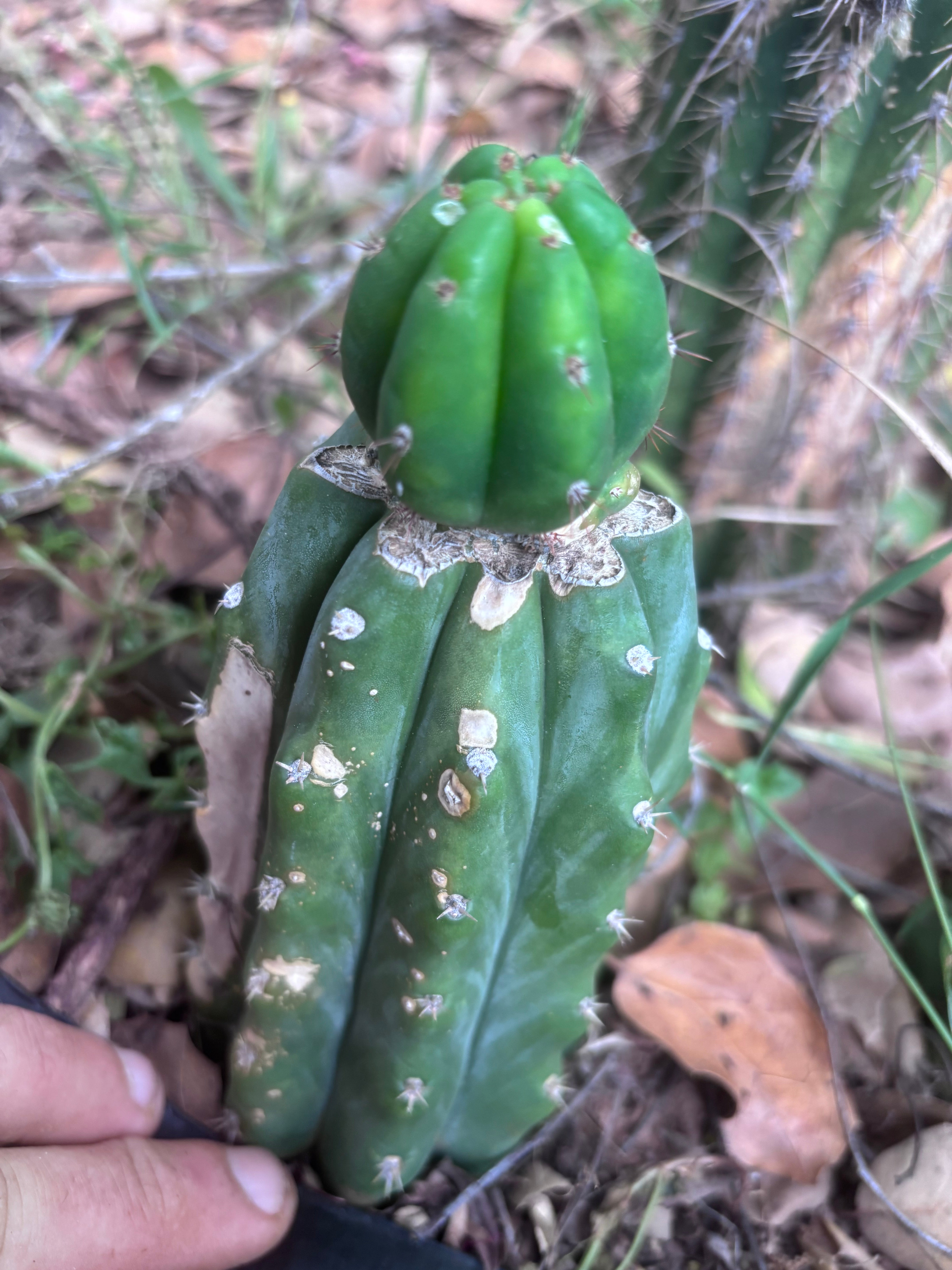 👑🌶️🌶️ KR04 — Whole Rooted Graft