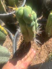 💎👑🌶️ Bruce — 8” Tip