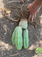 👑🌶️ Shine01 — Triple Pupped Mid with Crazy Roots