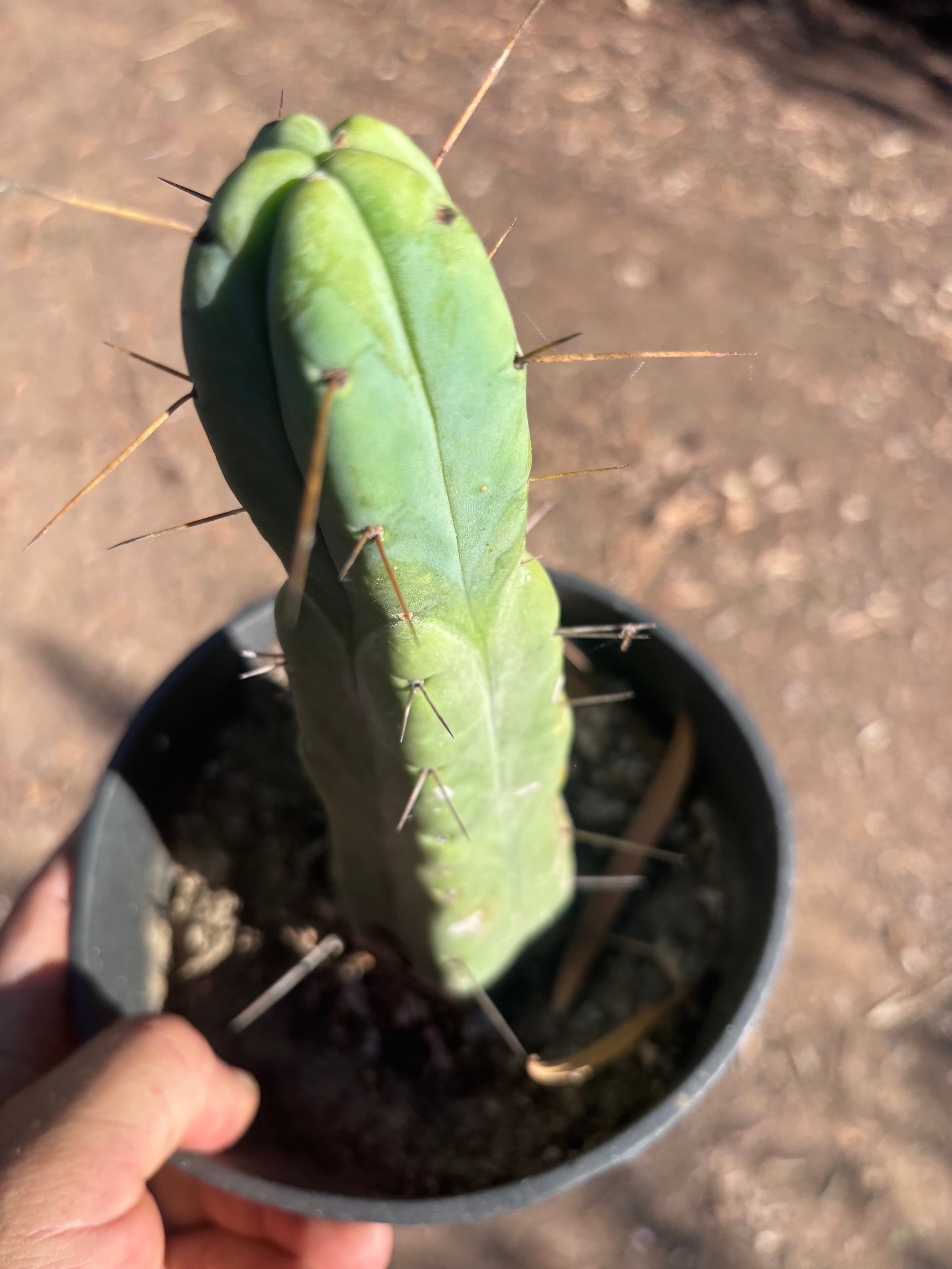 👑🌶️🌶️ Jiimz Twin Spine — Rooted 10” Tip
