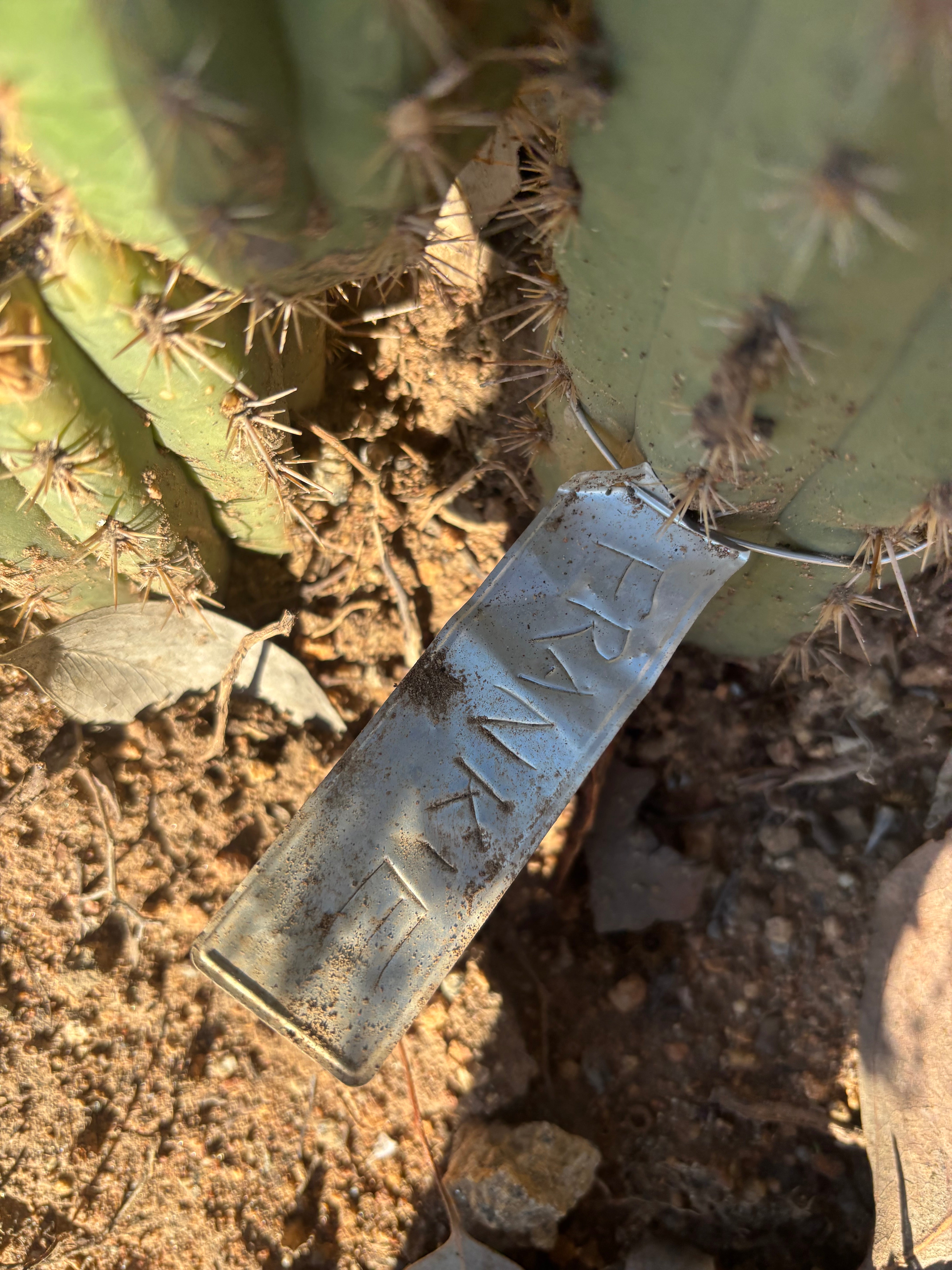 👑💎 Frankie — Fat 7” Pup