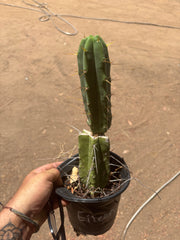 👑🌶️🌶️ Eileen — Rooted Mid with Pup